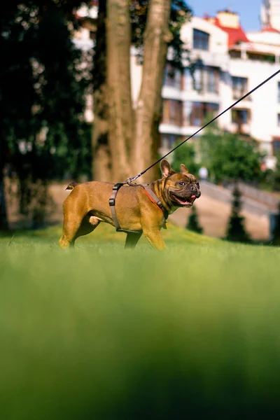 Μικρό Χαριτωμένο Γαλλικό Μπουλντόγκ Σκυλί Ένα Λουρί Μια Βόλτα Στο — Φωτογραφία Αρχείου
