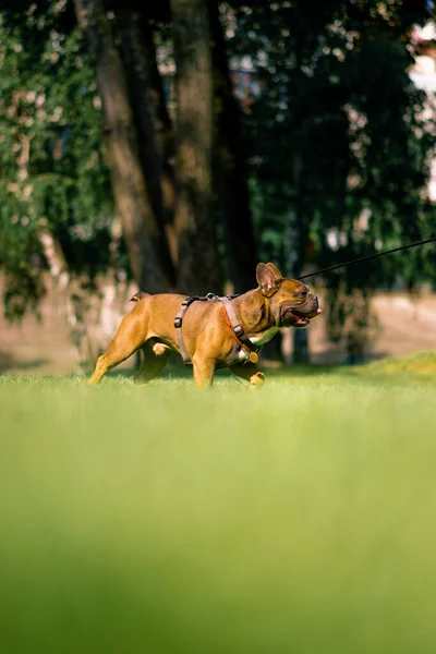 Μικρό Χαριτωμένο Γαλλικό Μπουλντόγκ Σκυλί Ένα Λουρί Μια Βόλτα Στο — Φωτογραφία Αρχείου