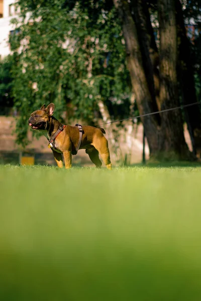 Kis Aranyos Francia Bulldog Pórázon Egy Séta Parkban Játszik Sétáló — Stock Fotó