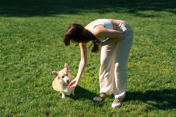 Молодая Девушка Тренирует Корги Собаку Парке Собака Подчиняется Повелению Хозяина — стоковое фото