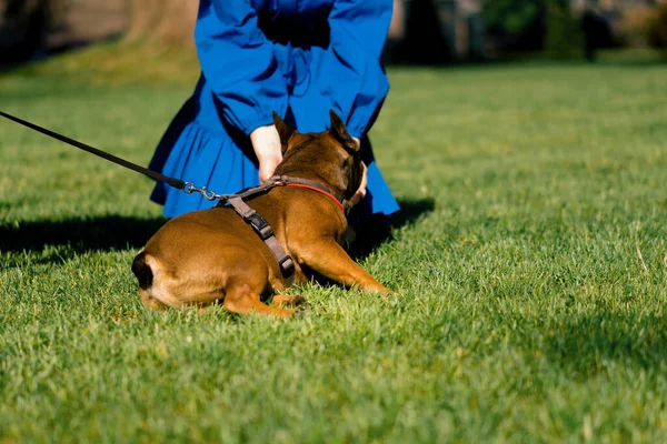 Vacker Flicka Promenad Med Fransk Bulldog Parken Leker Med Söt — Stockfoto