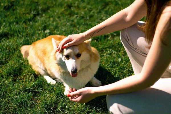 動物心理学者の少女が公園のコルギの犬を落ち着かせる 犬は彼女を賞賛するオーナーの隣に座る — ストック写真