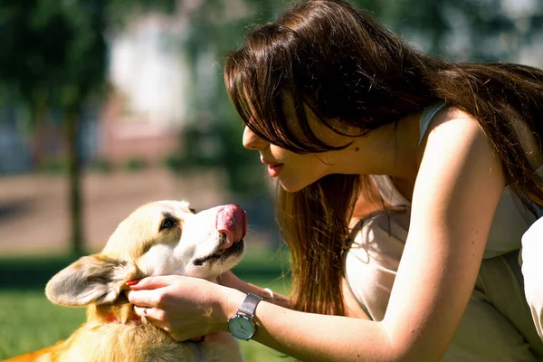 若い女の子とかわいいコルギの犬の肖像画 所有者は公園の散歩で犬にキスをします — ストック写真