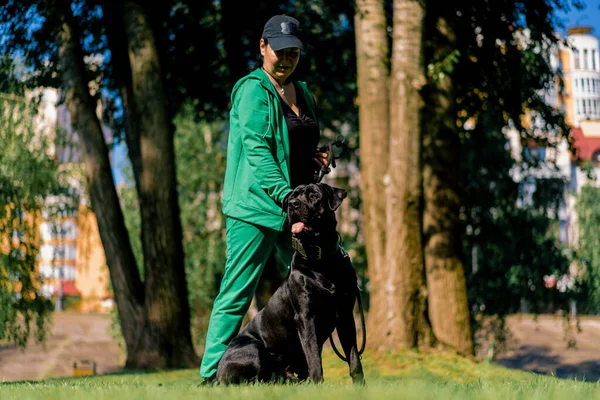 Lydig Hund Stor Ras Sockerrör Corso Promenad Träningspark Praxis Kommandon — Stockfoto