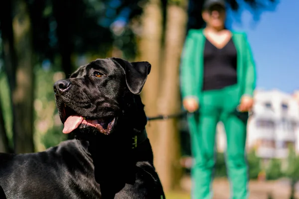 Lydig Hund Med Utstickande Tunga Stor Käpp Corso Ras Promenad — Stockfoto