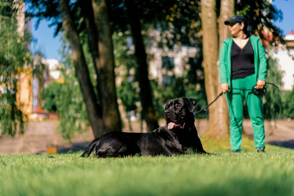 Lydig Hund Stor Ras Sockerrör Corso Promenad Träningspark Praxis Kommandon — Stockfoto