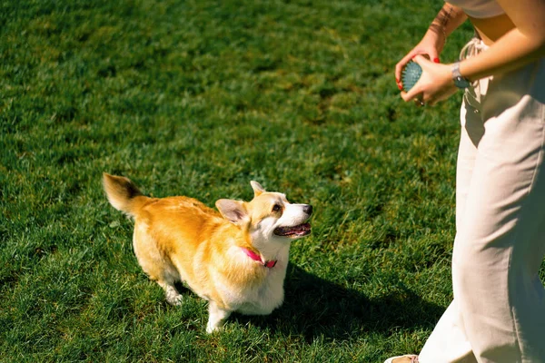Şirin Corgi Köpeği Parkta Yürüyor Doğada Oynuyor Yaz Dilini Kullanarak — Stok fotoğraf