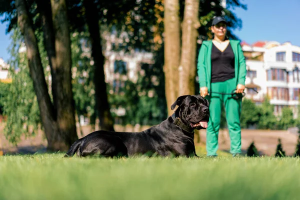 Posłuszny Pies Dużej Rasy Trzcinowego Corso Spacerze Parku Treningowym Ćwiczy — Zdjęcie stockowe