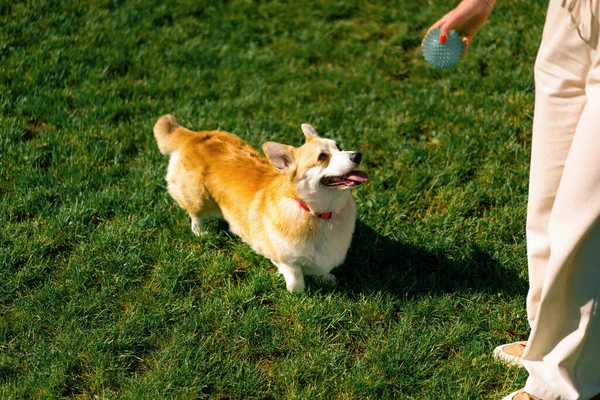 Χαριτωμένος Σκύλος Corgi Πόδια Στο Πάρκο Παίζει Στη Φύση Και — Φωτογραφία Αρχείου