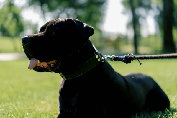 Ένα Ευγενές Μαύρο Σκυλί Μια Προεξέχουσα Γλώσσα Μιας Μεγάλης Φυλής — Φωτογραφία Αρχείου