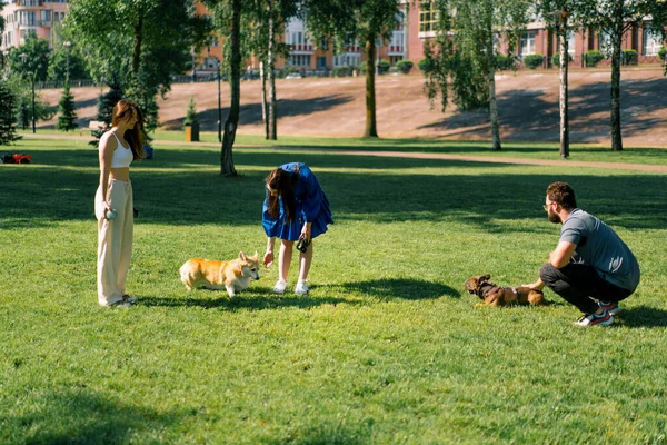 Małe Śmieszne Słodkie Psy Francuski Buldog Corgi Spacer Parku Bawiąc — Zdjęcie stockowe