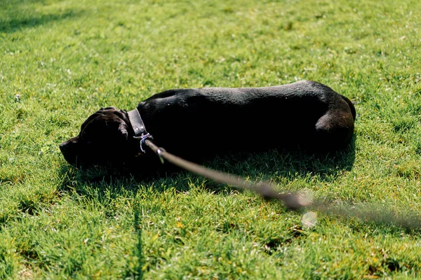 Ένα Μαύρο Σκυλί Μιας Μεγάλης Φυλής Corso Ζαχαροκάλαμου Μια Βόλτα — Φωτογραφία Αρχείου