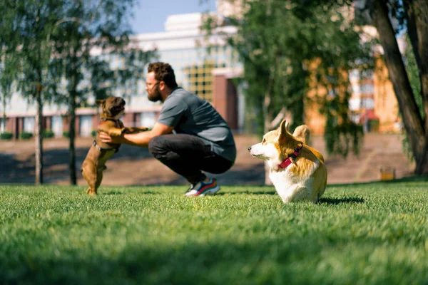 Владелец Собак Играет Французским Бульдогом Корги Смотрит Гуляет Парку — стоковое фото