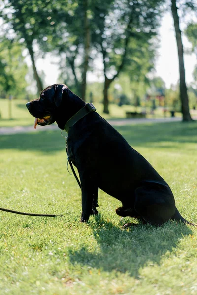 Ädel Svart Hund Med Utskjutande Tunga Stor Ras Sockerrör Corso — Stockfoto