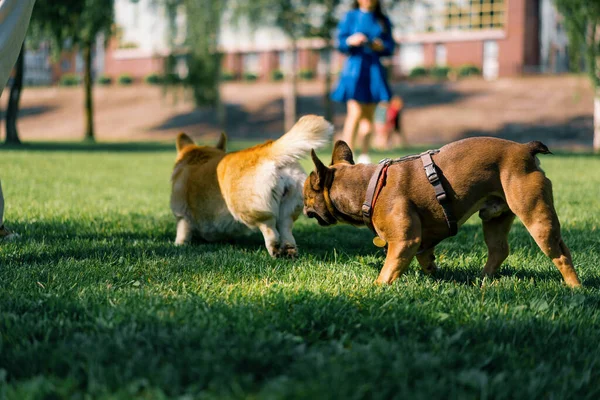 Små Roliga Söta Hundar Fransk Bulldogg Och Corgi Promenad Parken — Stockfoto