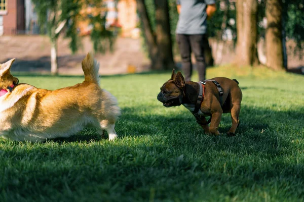 小さな面白いかわいい犬 フランスのブルドッグとコルジ 草の犬の肖像画で遊んでいる公園の散歩で — ストック写真