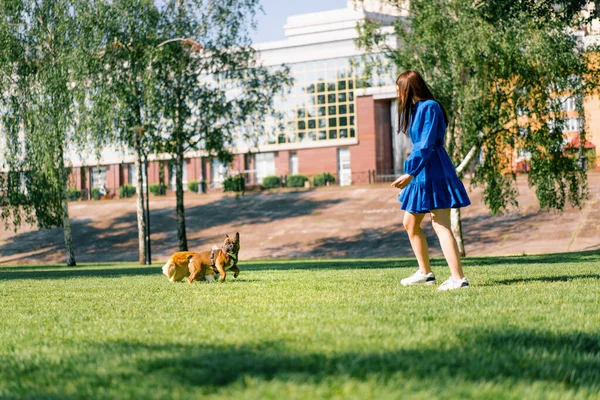 Små Roliga Söta Hundar Franska Bulldog Och Corgi Promenad Parken — Stockfoto