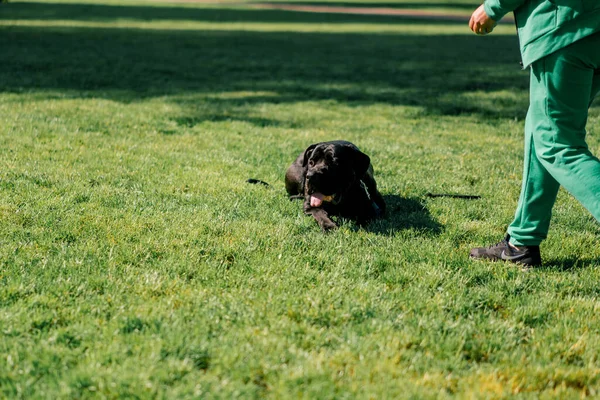 Чорний Собака Виступаючим Язиком Великої Породи Тростини Прогулянці Парку Грає — стокове фото