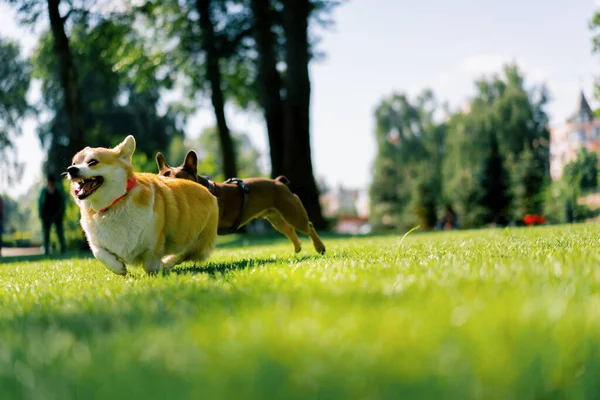 Små Roliga Söta Hundar Fransk Bulldogg Och Corgi Promenad Parken — Stockfoto