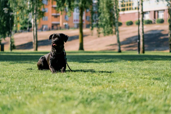 Perro Negro Una Gran Raza Corso Caña Paseo Por Parque — Foto de Stock