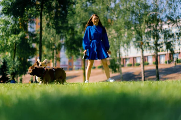 Små Roliga Söta Hundar Franska Bulldog Och Corgi Promenad Parken — Stockfoto