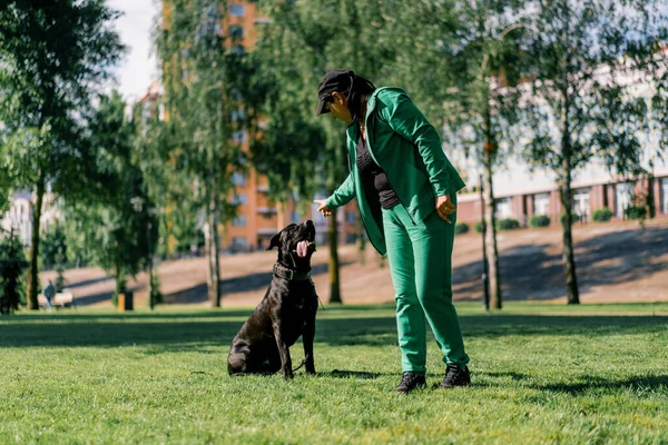 Hund Psykolog Ägaren Scolds Hunden Stora Rasen Sockerrör Corso Promenad — Stockfoto