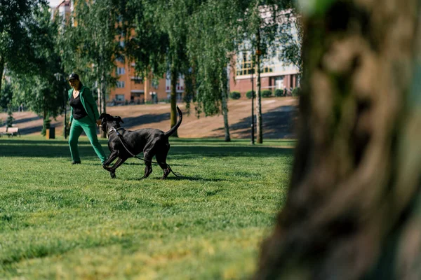 Duży Pies Rasy Cane Corso Spacerze Parku Treningowym Atakuje Trenera — Zdjęcie stockowe