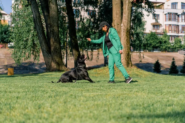 Kobieta Szkoli Czarnego Psa Rasy Cane Corso Spacerze Parku Pies — Zdjęcie stockowe