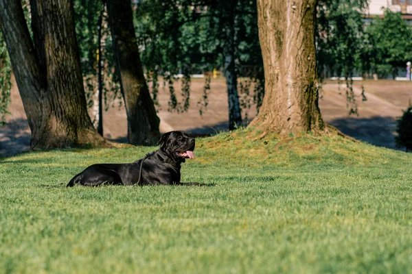 Siyah Bir Köpek Büyük Bir Kamış Kordonunun Çıkıntılı Diliyle Parkta — Stok fotoğraf