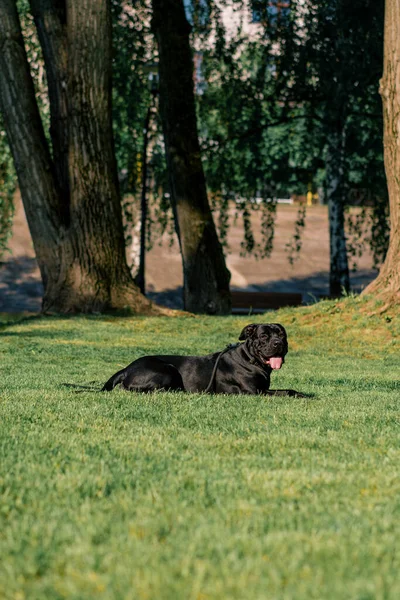 Perro Negro Con Una Lengua Sobresaliente Corso Caña Raza Grande — Foto de Stock