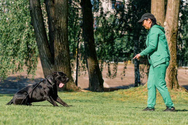 Stor Ras Cane Corso Hund Promenad Träningspark Attackerar Tränare Och — Stockfoto