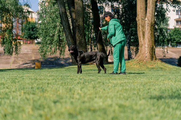 Ein Gehorsamer Hund Einer Großen Rasse Von Rohrkorso Bei Einem — Stockfoto