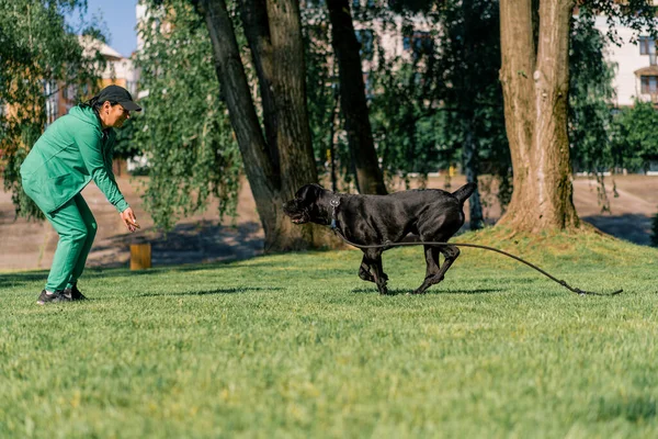 Bir Kadın Büyük Bir Cane Corso Nun Siyah Köpeğini Eğitir — Stok fotoğraf