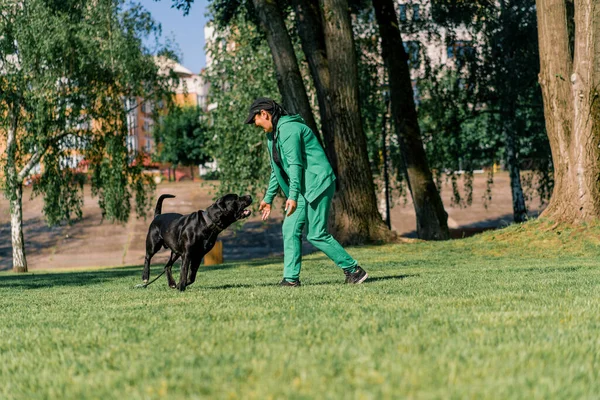 Stor Ras Cane Corso Hund Promenad Träningspark Attackerar Tränare Och — Stockfoto