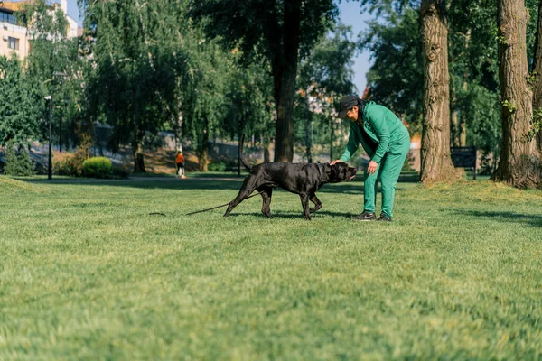 Жінка Тренує Чорного Собаку Великої Породи Очеретяного Корсо Прогулянці Парку — стокове фото