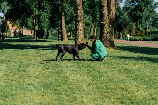 Psycholog Pies Siedzi Obok Czarnego Psa Dużej Rasy Trzciny Corso — Zdjęcie stockowe