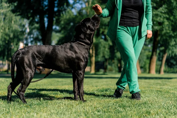 a woman trains a black dog of a large Cane Corso breed on a walk in the park the dog follows owner's commands