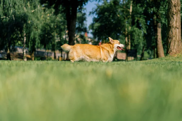 Lindo Perro Corgi Pasear Parque Jugando Naturaleza Corriendo Animales Caminar —  Fotos de Stock