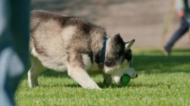 Parkta yürüyüş yapan sevimli, iri yapılı bir köpek yaz hayvan yürüyüşü sırasında çimlerde oynar.
