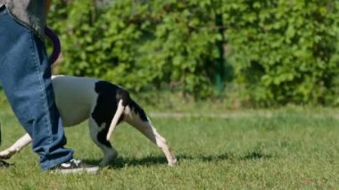 Genç bir kız parkta büyük bir pitbull cinsinin beyaz köpeğiyle oynuyor. Köpek onun peşinden koşuyor ve oyuncağını dişleriyle çekiyor.