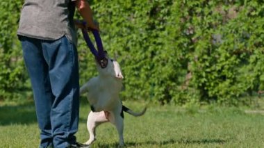 Genç bir kız parkta büyük bir pitbull cinsinin beyaz köpeğiyle oynuyor. Köpek onun peşinden koşuyor ve oyuncağını dişleriyle çekiyor.