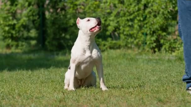一只漂亮的白狗在公园里散步时的肖像 它是养在斯坦福德郡的狗 — 图库视频影像