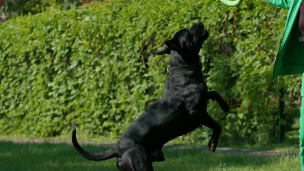 Svart Hund Stor Ras Sockerrör Corso Promenad Parken Leker Med — Stockvideo