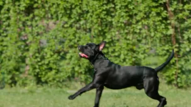 在公园里散步时 一只大型手杖的黑狗带着玩具 与滑翔机一起奔跑 — 图库视频影像