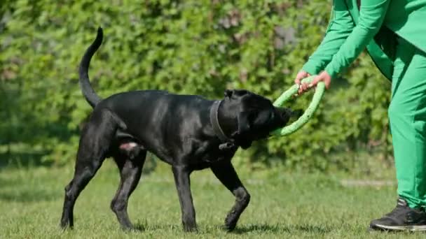 女性は公園の散歩で大きな杖の品種の黒い犬と遊び 犬が彼女の後を走るおもちゃを投げます — ストック動画