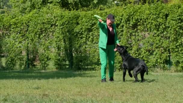 女性は公園の散歩で大きな杖の品種の黒い犬と遊び 犬が彼女の後を走るおもちゃを投げます — ストック動画
