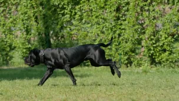 Perro Negro Una Raza Grande Corso Caña Paseo Por Parque — Vídeos de Stock