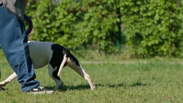 Seorang Gadis Muda Bermain Dengan Anjing Putih Pit Bull Besar — Stok Video