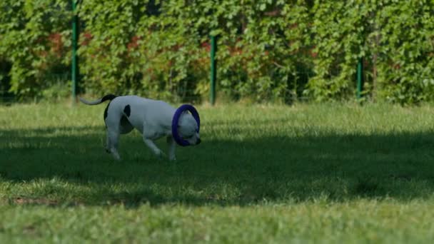 女孩在公园里和一只白斗牛犬玩玩具 她用牙齿把玩具拖到驯兽师那里去了 — 图库视频影像