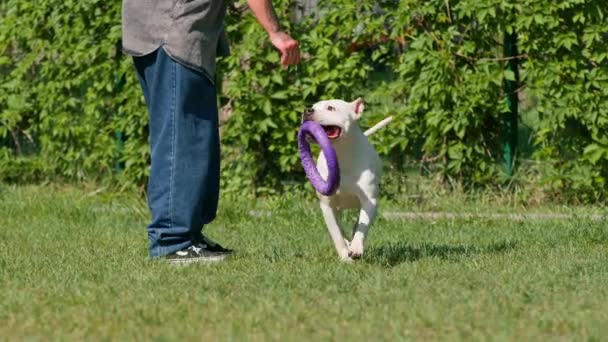 在公园里 一个小女孩和一只大斗牛犬的白狗玩耍 它带着一个玩具 狗在后面追着它 用它的牙齿拉着玩具 — 图库视频影像